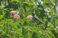 Olive-Bellied Sunbird